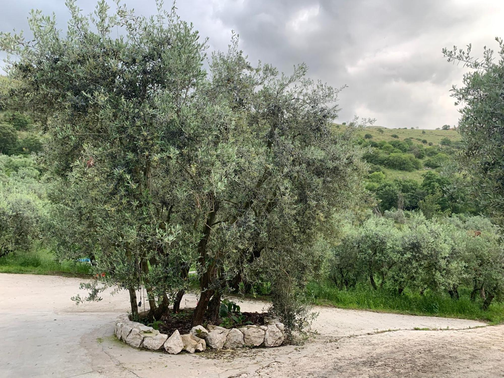 Agriturismo Torre Ercolana アナーニ エクステリア 写真